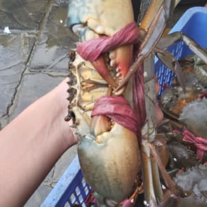 Cua bien ca mau- hai san tuoi song ha noi
