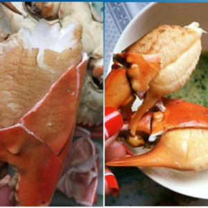 Cua bien ca mau- hai san tuoi song ha noi