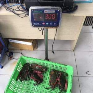 Cua bien ca mau- hai san tuoi song ha noi