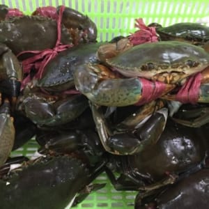 Cua bien ca mau- hai san tuoi song ha noi