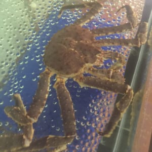 Cua hoang de alaska kingcrab- hai san tuoi song ha noi