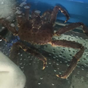 Cua hoang de alaska kingcrab- hai san tuoi song ha noi