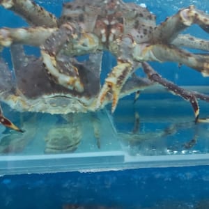 Cua hoang de alaska kingcrab- hai san tuoi song ha noi