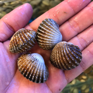 So huyet ca mau- hai san tuoi song ha noi