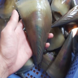 So mai- hai san tuoi song ha noi