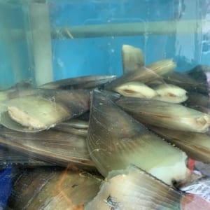 Sò mai 5 So mai- hai san tuoi song ha noi