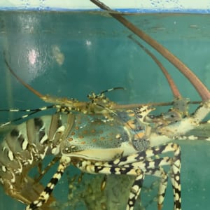 Tom hum bong- hai san tuoi song ha noi