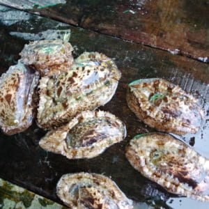bao ngu han quoc- hai san tuoi song ha noi