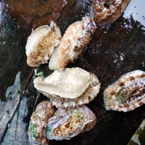 bao ngu han quoc- hai san tuoi song ha noi
