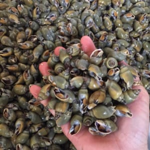 oc ca na- hai san tuoi song ha noi