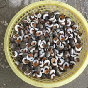 Ốc mỡ 3 oc mo- hai san tuoi song ha noi