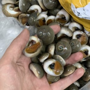 Ốc mỡ 2 oc mo- hai san tuoi song ha noi