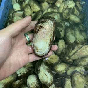 Sò méo 9 so meo- hai san tuoi song ha noi