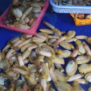 tu hai- hai san tuoi song ha noi