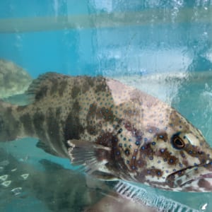 Cá song 13 Ca song ca mu tuoi song- hai san tuoi song ha noi