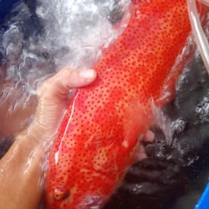 Cá song 18 Ca song ca mu tuoi song- hai san tuoi song ha noi