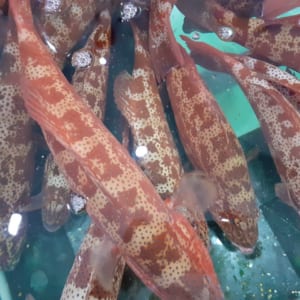 Cá song 15 Ca song ca mu tuoi song- hai san tuoi song ha noi