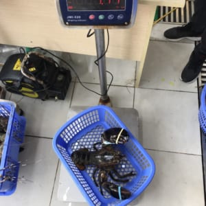 Tom hum alaska- hai san tuoi song ha noi