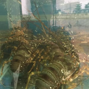 Tom hum xanh hum baby tre- hai san tuoi song ha noi