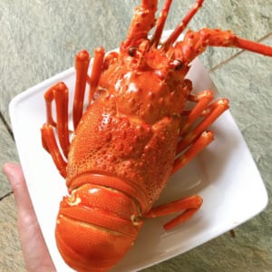 Tôm hùm xanh 25 Tom hum xanh hum baby tre- hai san tuoi song ha noi