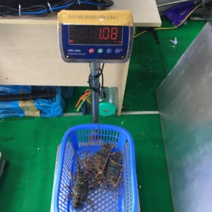 Tôm hùm xanh 26 Tom hum xanh hum baby tre- hai san tuoi song ha noi