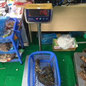 Tôm hùm xanh 27 Tom hum xanh hum baby tre- hai san tuoi song ha noi