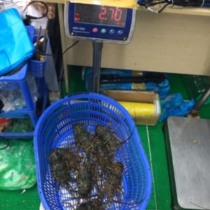 Tôm hùm xanh 28 Tom hum xanh hum baby tre- hai san tuoi song ha noi