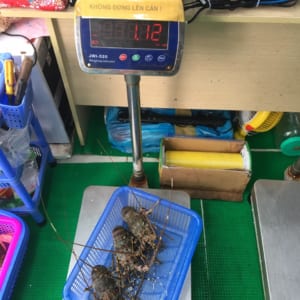 Tôm hùm xanh 29 Tom hum xanh hum baby tre- hai san tuoi song ha noi