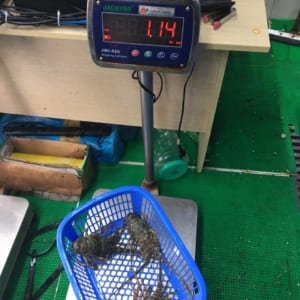 Tôm hùm xanh 30 Tom hum xanh hum baby tre- hai san tuoi song ha noi
