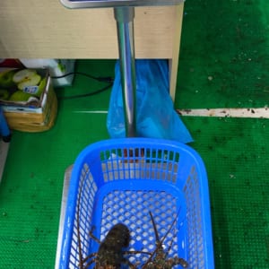 Tôm hùm xanh 4 Tom hum xanh hum baby tre- hai san tuoi song ha noi