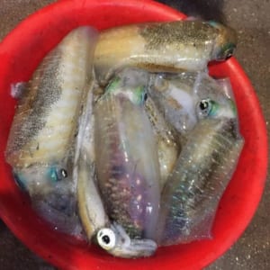 muc la cau nhay- hai san tuoi song ha noi